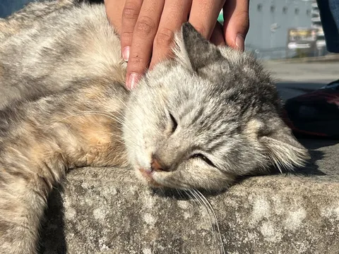 優しい手のひら、猫のまどろみ
