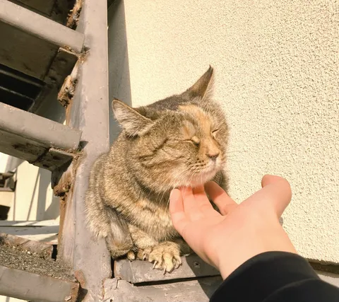 至福の猫、太陽と手で夢見心地