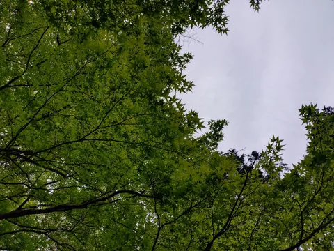木漏れ日の新緑