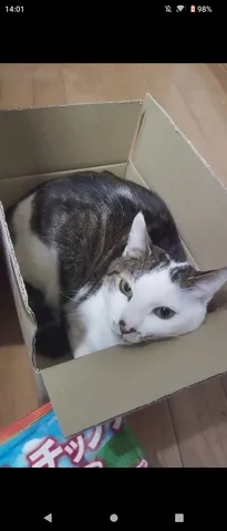 箱でくつろぐ猫