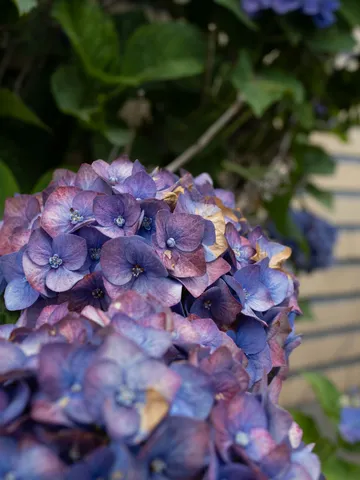 紫陽花のモザイクアート