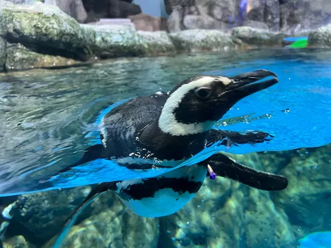 水面を滑るペンギンの水中散歩
