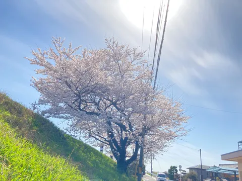 満開の桜と春の陽気