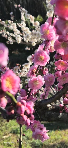 主役を譲らない、ピンクの舞