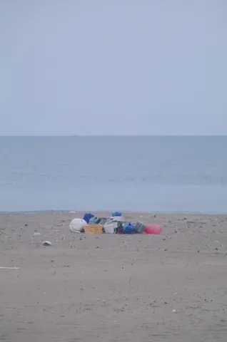 浜辺の漂流物コレクション