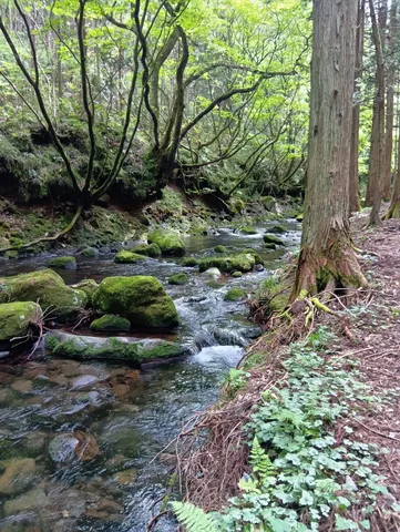 苔むす森のせせらぎ
