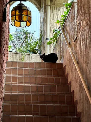 階段の上の黒猫