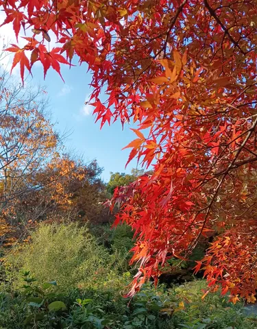 燃えるような紅葉と青空のコントラスト
