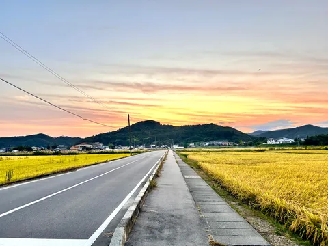稲穂輝く夕焼け路