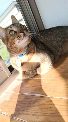 窓辺に光る夕べの猫