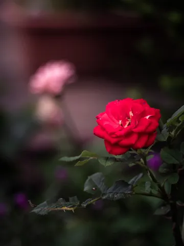 雨粒きらめく、深紅のバラ