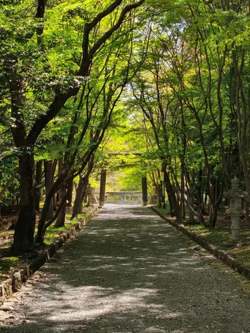 木漏れ日の参道、鎮守の森