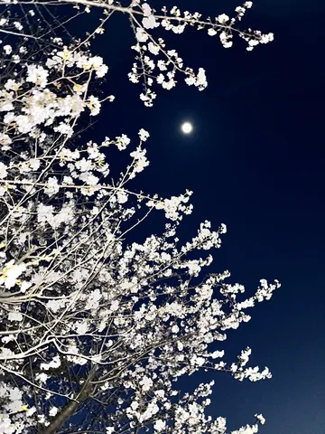 夜空に咲いた、月夜の桜