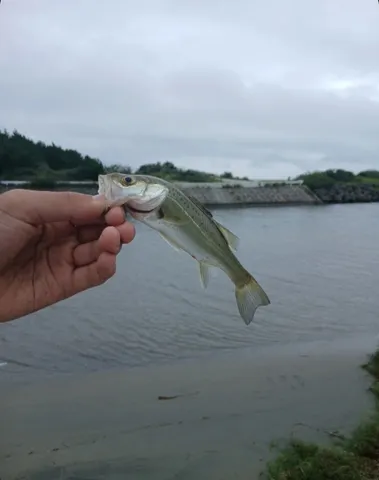 潮風に映える小さな魚