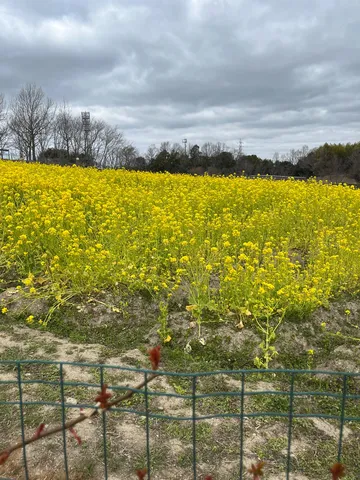 春の息吹、菜の花畑の広がり