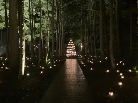 森の奥へ続く灯りの道