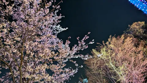 桜が夜空でパーティー始めたらしい