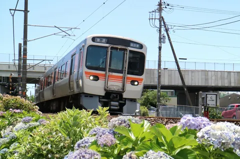 雨上がり、色づく紫陽花と電車