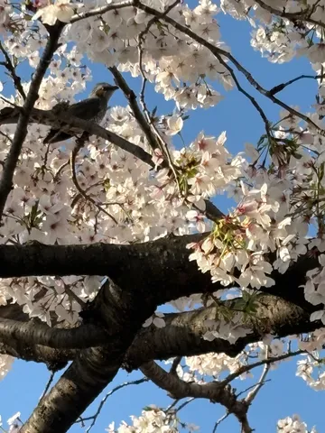 青空と桜と小鳥の春
