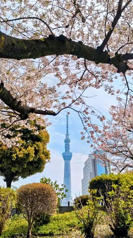 桜と塔が織りなす春景色