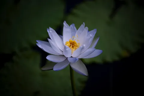 静かな光を浴びる蓮