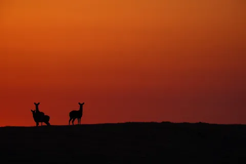 夕暮れのシルエット