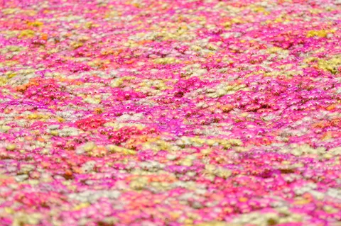 花の海に沈む午後