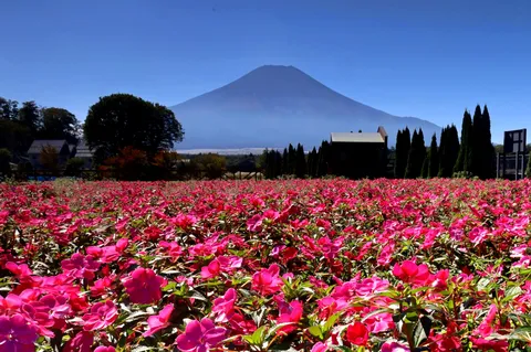 富士を望む花畑の景色