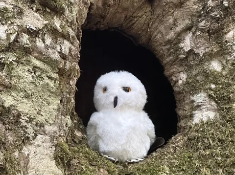 白いもふもふ、穴から登場