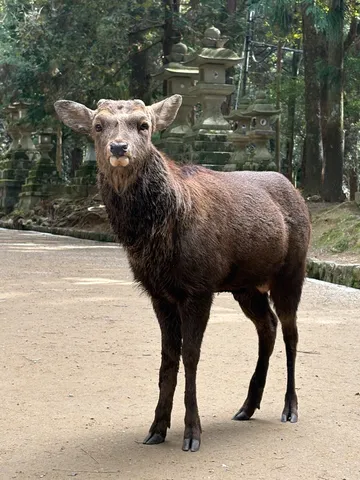鹿さんの視線にドキッ！