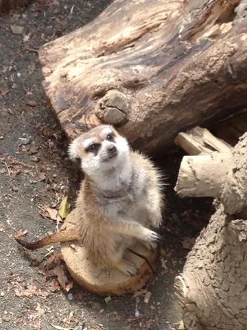 木陰の小さな観客
