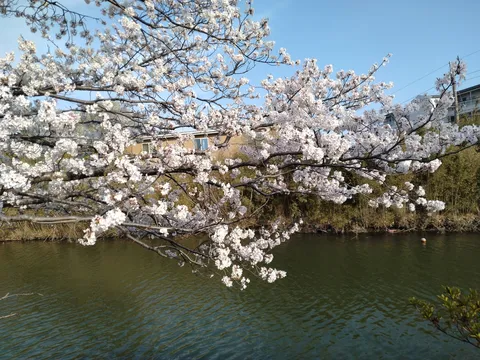 川沿いの満開の桜