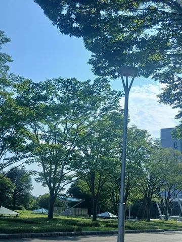 緑陰と木漏れ日の誘い
