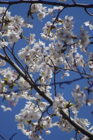 春風に揺れる、満開の桜
