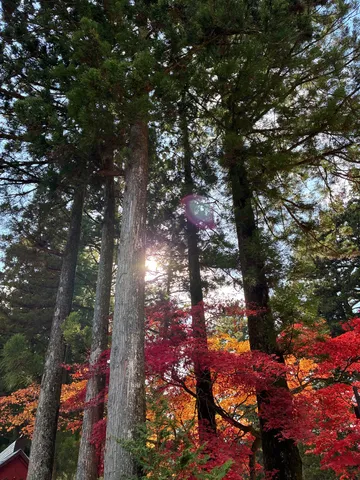 木漏れ日と紅葉のコントラスト