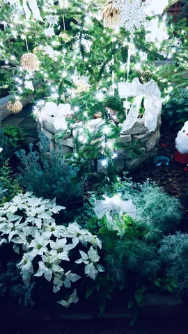 クリスマスの光と白のポインセチア