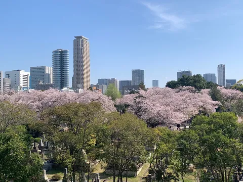 都会に咲く、桜と墓地のコントラスト