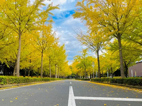 黄金色の並木道が誘う秋景