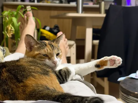 くつろぎ空間を捕らえた猫