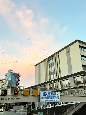 茜色の空を渡る群れ