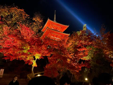 紅葉燃ゆる古都の夜
