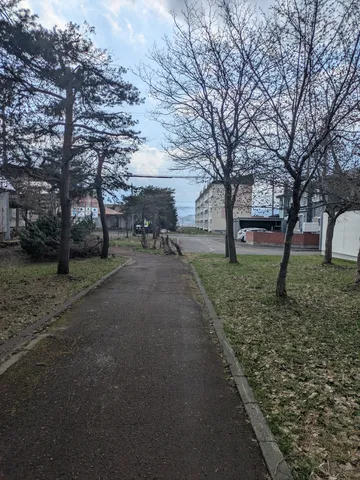 春の訪れ、木漏れ日の遊歩道