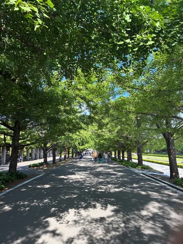 木漏れ日の並木道