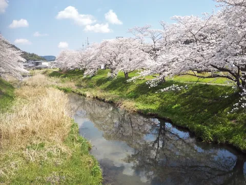 桜並木と小川の春景色