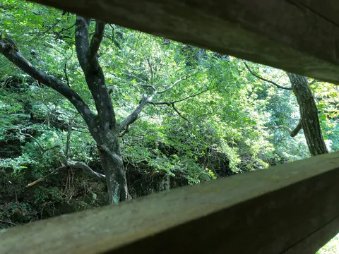 木漏れ日と緑のトンネル