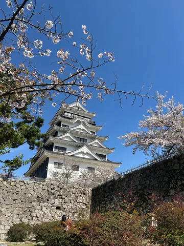 春霞の古城と桜