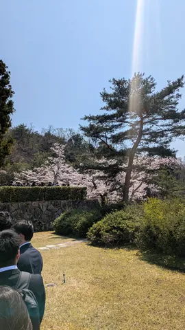 春の陽光と桜並木