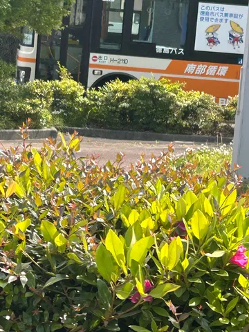こっそりバスを覗く緑