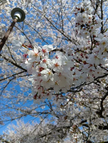 満開の桜と空、青いコントラスト