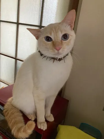 クールな瞳と赤チェックのコントラスト